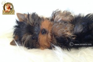 cachorros kirdalia yorkshire