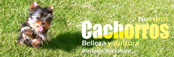 Cachorros kirdalia yorkshire terrier