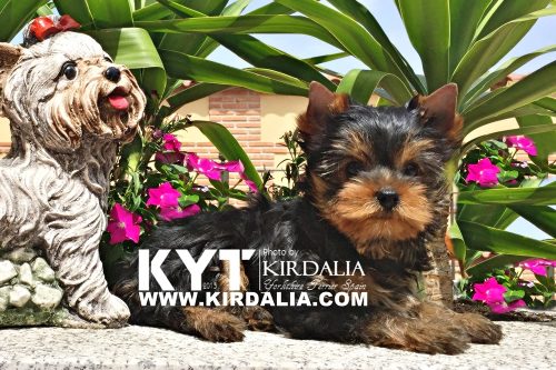 Los mejores Yorkshire Terrier del mundo