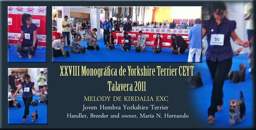 XXVIII Monográfica de Yorkshire Terrier CEYT Talavera 2011  Clase Joven Hembra Yorkshire Terrier MELODY DE KIRDALIA EXC Handler, breeder and owner, María N. Hernando