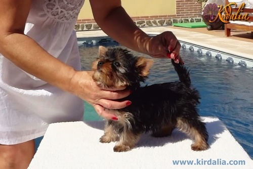 Los mejores Yorkshire Terrier del mundo