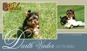 Los mejores Yorkshire Terrier del mundo