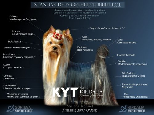 Los mejores Yorkshire Terrier del mundo