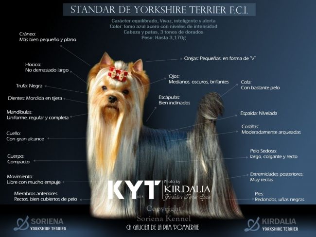 Estandar-del-Yorkshire-Terrier-F.C.I.