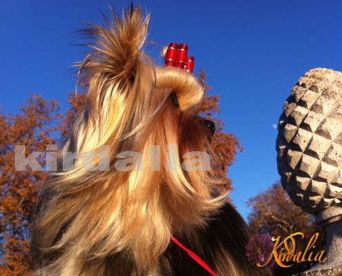 Etología, Adiestramiento canino, Signos de estrés