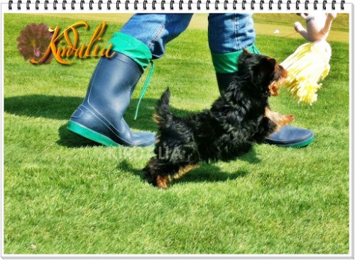 Kirdalia Yorkshire Terrier