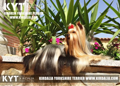 Los mejores Yorkshire Terrier del mundo