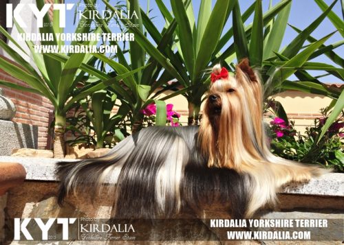 Los mejores Yorkshire Terrier del mundo