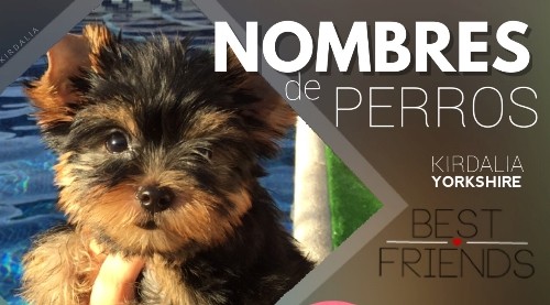 Nombre de perros