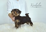 Los mejores Yorkshire Terrier del mundo