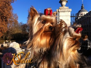 Los mejores Yorkshire Terrier del mundo