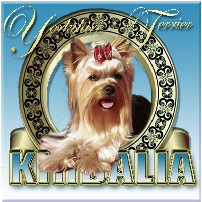 Kirdalia Yorkshire terrier Madrid