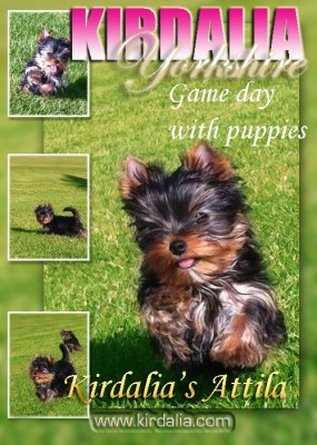 Kirdalia Yorkshire Terrier