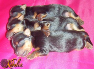 Kirdalia Yorkshire Pediatria Canina (Neonatales)