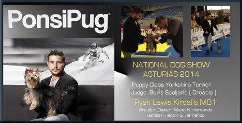 National Dog Show CAC Asturias Puppy class Yorkshire Terrier Judge, Boris Spoljaric ( Croacia ) Ryan Lewis Kirdalia MB1