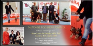 National Dog Show Sonseca 06/04/14 Puppy class Yorkshire Terrier Ryan Lewis de Kirdalia MB1, MC Marcela de Kirdalia MB1 Juzge: Ramune kazlauskaite (Lituania)