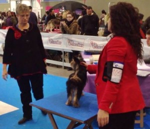 Exposición Internacional Canina  Valladolid CACIB 2014