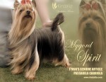 Mygord Spirit, Kirdalia Yorkshire Terrier, Criadores Yorkshire Madrid Spain