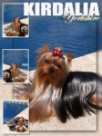 Los mejores Yorkshire Terrier del mundo