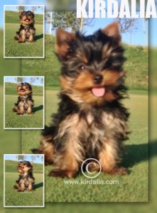 Cachorros Kirdalia Yorkshire terrier