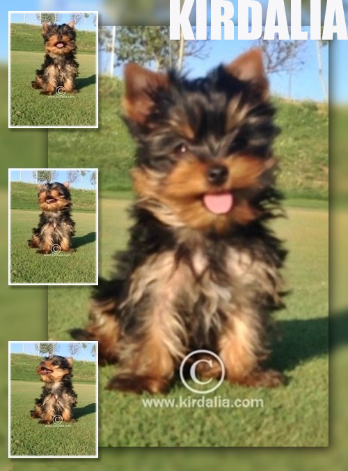 Kirdalia Yorkshire Terrier Stitch 