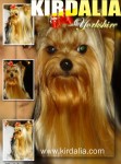 Los mejores Yorkshire Terrier del mundo