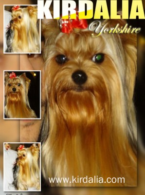 kirdalia yorkshire terrier19