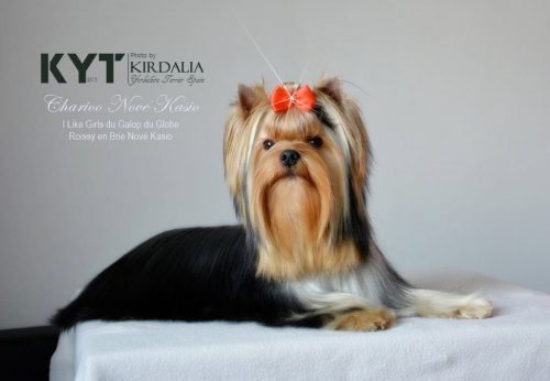 Los mejores Yorkshire Terrier del mundo