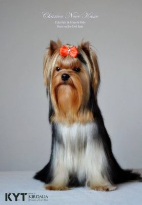 Los mejores Yorkshire Terrier del mundo