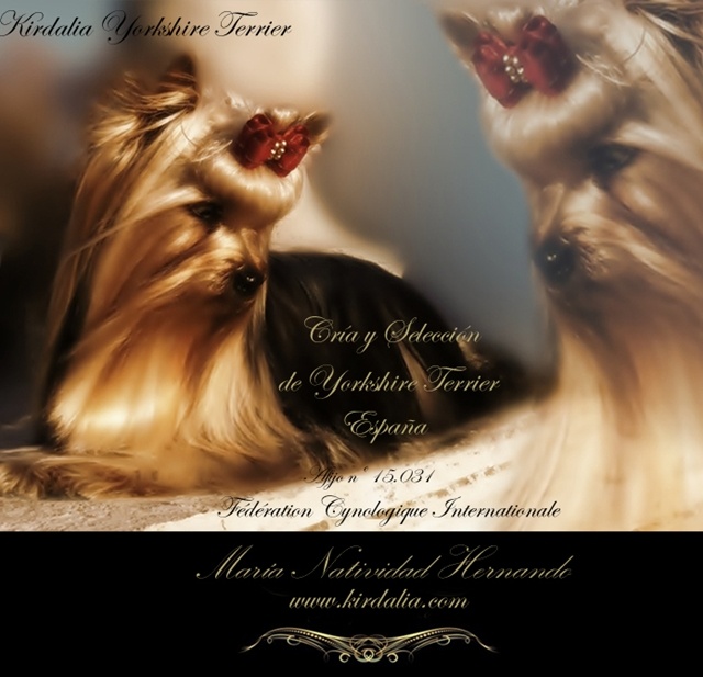 Criadores Yorkshire Madrid Cría y Selección Exclusiva de la Raza Yorkshire Terrier, pedigríes de los que probablemente sean Los Mejores Yorkshires Terrier del Mundo