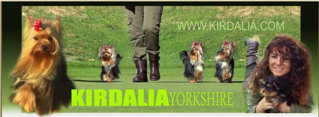 El Yorkshire Terrier es una de las razas más bellas del mundo