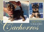 Cachorros kirdalia yorkshire