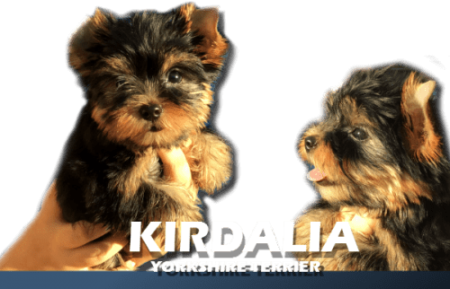 Kirdalia Yorkshire Terrier7