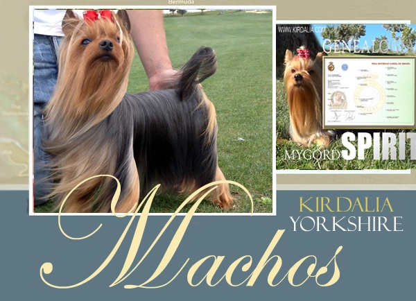 Los mejores Yorkshire Terrier del mundo