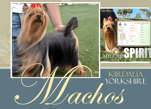 Machos kirdalia yorkshire