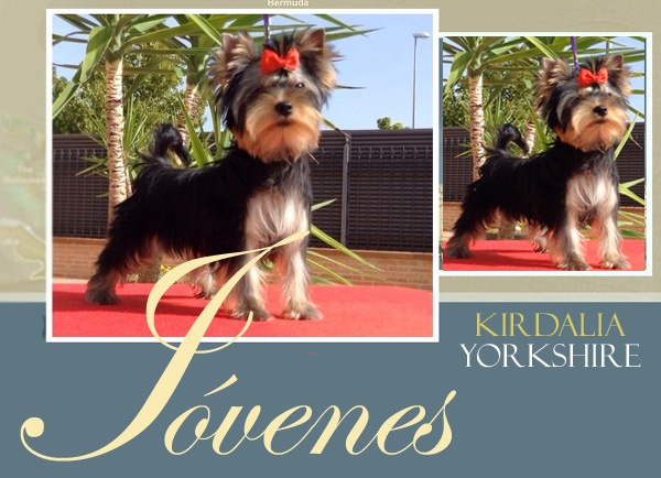 Los mejores Yorkshire Terrier del mundo