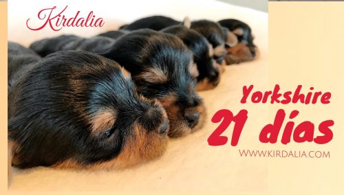 Cachorros yorkshire 21 dias