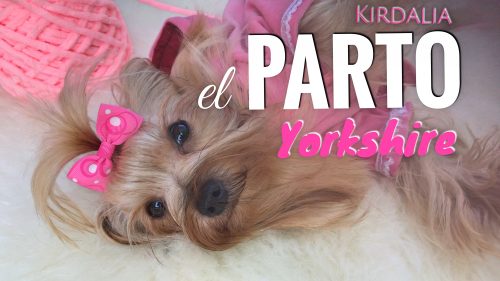 Parto completo de hembra yorkshire terrier