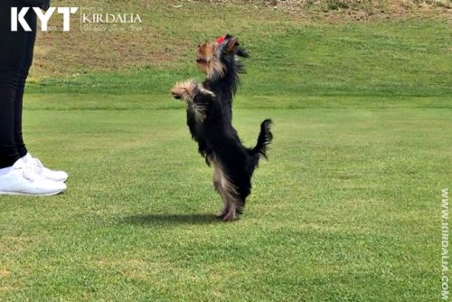 Los mejores Yorkshire Terrier del mundo