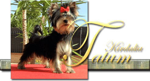 Los mejores Yorkshire Terrier del mundo