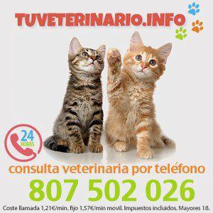 Tu veterinario info