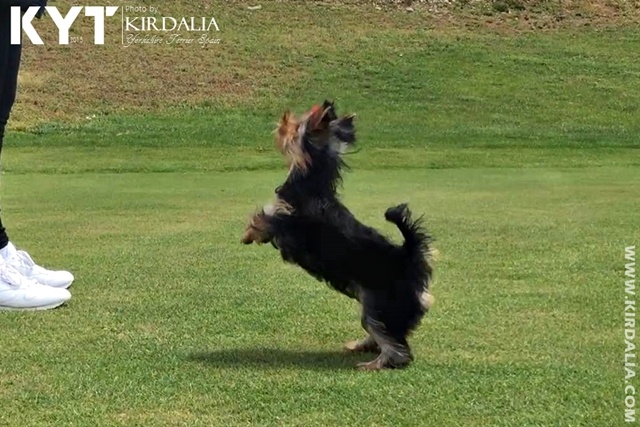 Los mejores Yorkshire Terrier del mundo