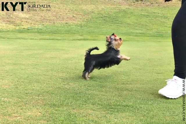 Los mejores Yorkshire Terrier del mundo