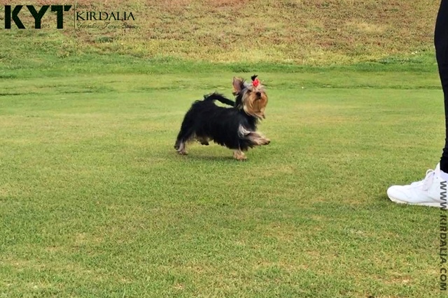 Los mejores Yorkshire Terrier del mundo