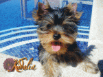 Los mejores Yorkshire Terrier del mundo