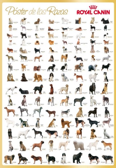 El Poster de las razas de Royal Canin