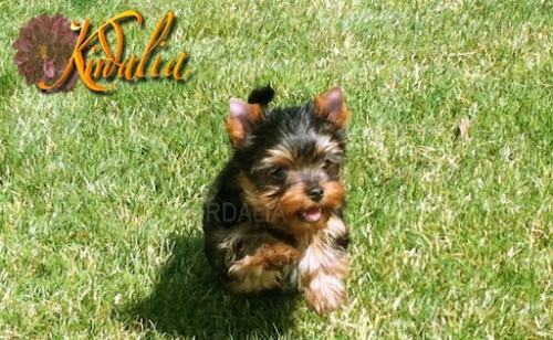 Los mejores Yorkshire Terrier del mundo