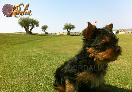 Los mejores Yorkshire Terrier del mundo