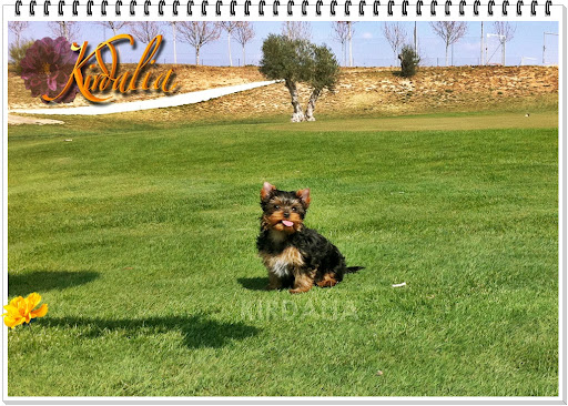 Los mejores Yorkshire Terrier del mundo