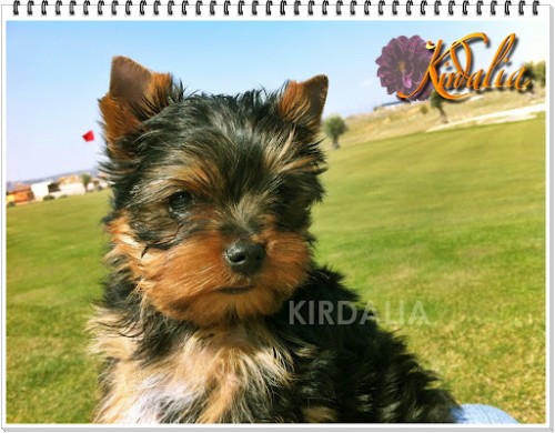 Los mejores Yorkshire Terrier del mundo